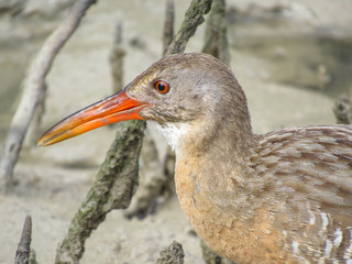 portrait of a bird