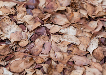 Last year's fallen leaves of a barberry lie dense 