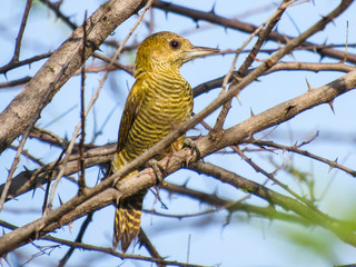 bird on branch