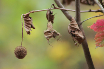 Sweet gum seed