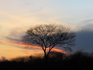 Fototapeta na wymiar tree at sunset