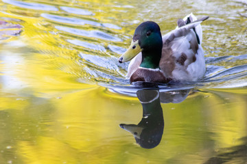 Stockentenerpel mit wunderschöner Spiegelung schwimmt auf einem See am Morgen