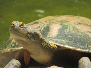 turtle in water
