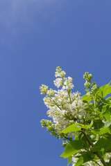 blooming white lilac bush