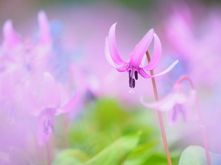 カタクリの花