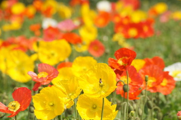 Obraz premium アイスランドポピー