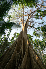 ๊Big Tree Uthaithani Thailand
