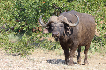 Kaffernb&uuml;ffel / Buffalo / Syncerus caffer