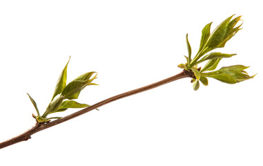 branch of lilac bush with young green leaves. isolated on white background