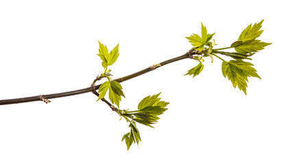 maple tree branch with young green leaves. isolated on white background