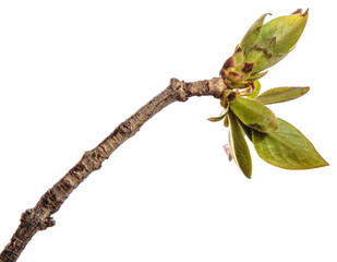branch of lilac bush with young green leaves. isolated on white background