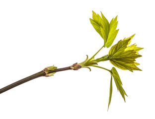 maple tree branch with young green leaves. isolated on white background