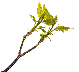 maple tree branch with young green leaves. isolated on white background
