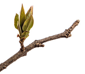 branch of lilac bush with young green leaves. isolated on white background