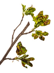 branch currant bush with leaves affected by the disease. isolated on white background