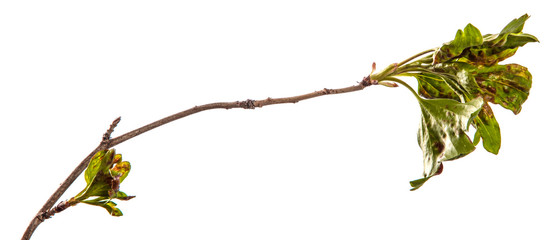 branch currant bush with leaves affected by the disease. isolated on white background