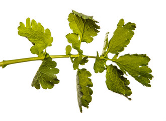 green leaf celandine. isolated on white background