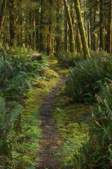 Bogachiel Trail, Olympic National Park, Washington