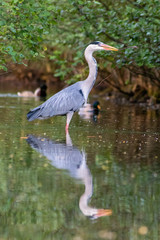 Graureiher mit Nistmaterial im Schnabel für seinen Nestbau und die Partnersuche
