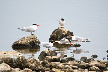 Spent a morning watching all the waterfoul go about their waterfoul business