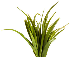 young sprouts of daylily flowers. green leaves. isolated on white background