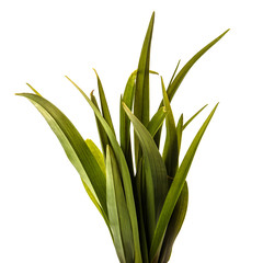 Obraz premium young sprouts of daylily flowers. green leaves. isolated on white background