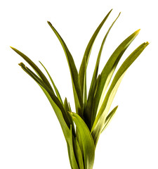 young sprouts of daylily flowers. green leaves. isolated on white background