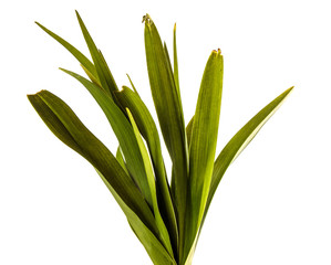 young sprouts of daylily flowers. green leaves. isolated on white background