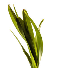 young sprouts of daylily flowers. green leaves. isolated on white background