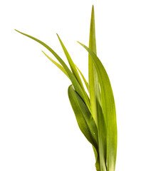 young sprouts of daylily flowers. green leaves. isolated on white background