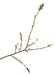 branch of the plum tree. green young leaves. isolated on white background