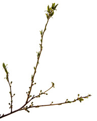branch of the plum tree. green young leaves. isolated on white background