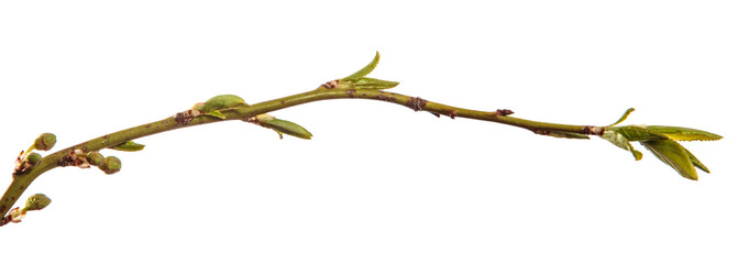 branch of the plum tree. green young leaves. isolated on white background