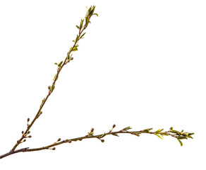 branch of the plum tree. green young leaves. isolated on white background