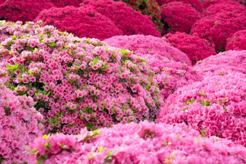 Photo sur Plexiglas Azalée Fleurs d& 39 azalée rose dans le jardin japonais Fleurs d& 39 azalée dans le jardin japonais