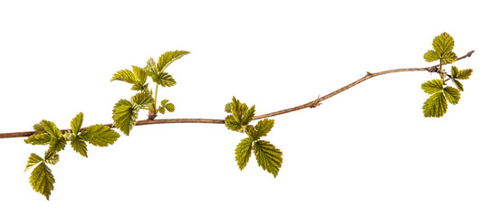 raspberry bush with young green leaves. isolated on white background