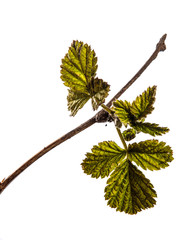 raspberry bush with young green leaves. isolated on white background
