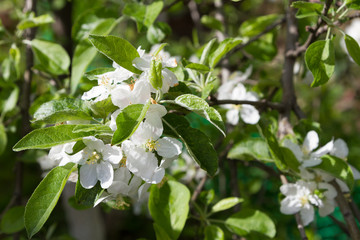 apple blossom in spring