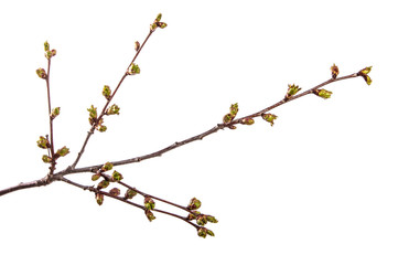 branch of cherry tree with swollen buds blooming. isolated on white background