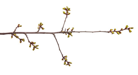 branch of cherry tree with swollen buds blooming. isolated on white background