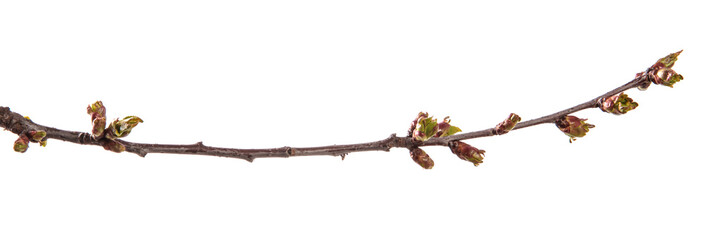 branch of cherry tree with swollen buds blooming. isolated on white background