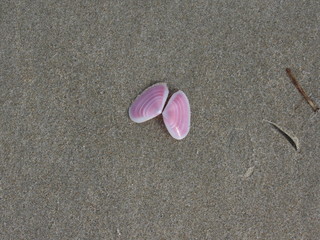 shell on the beach