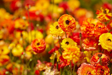 field with Ranunculus asiaticus red yellow, Persian buttercup
