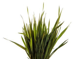 bunch of young green grass. isolated on white background