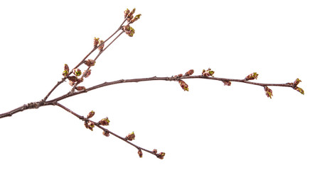 branch of cherry tree with swollen buds blooming. isolated on white background