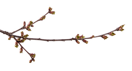 branch of cherry tree with swollen buds blooming. isolated on white background