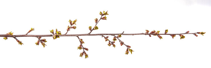 branch of cherry tree with swollen buds blooming. isolated on white background