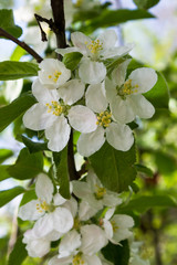 blooming apple tree branches