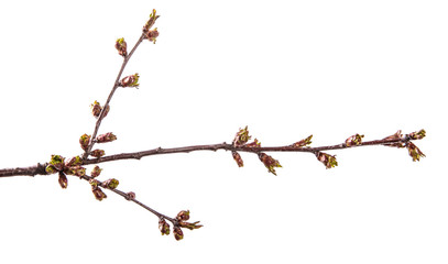 branch of cherry tree with swollen buds blooming. isolated on white background