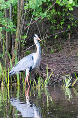 Graureiher mit Nistmaterial im Schnabel für seinen Nestbau und die Partnersuche